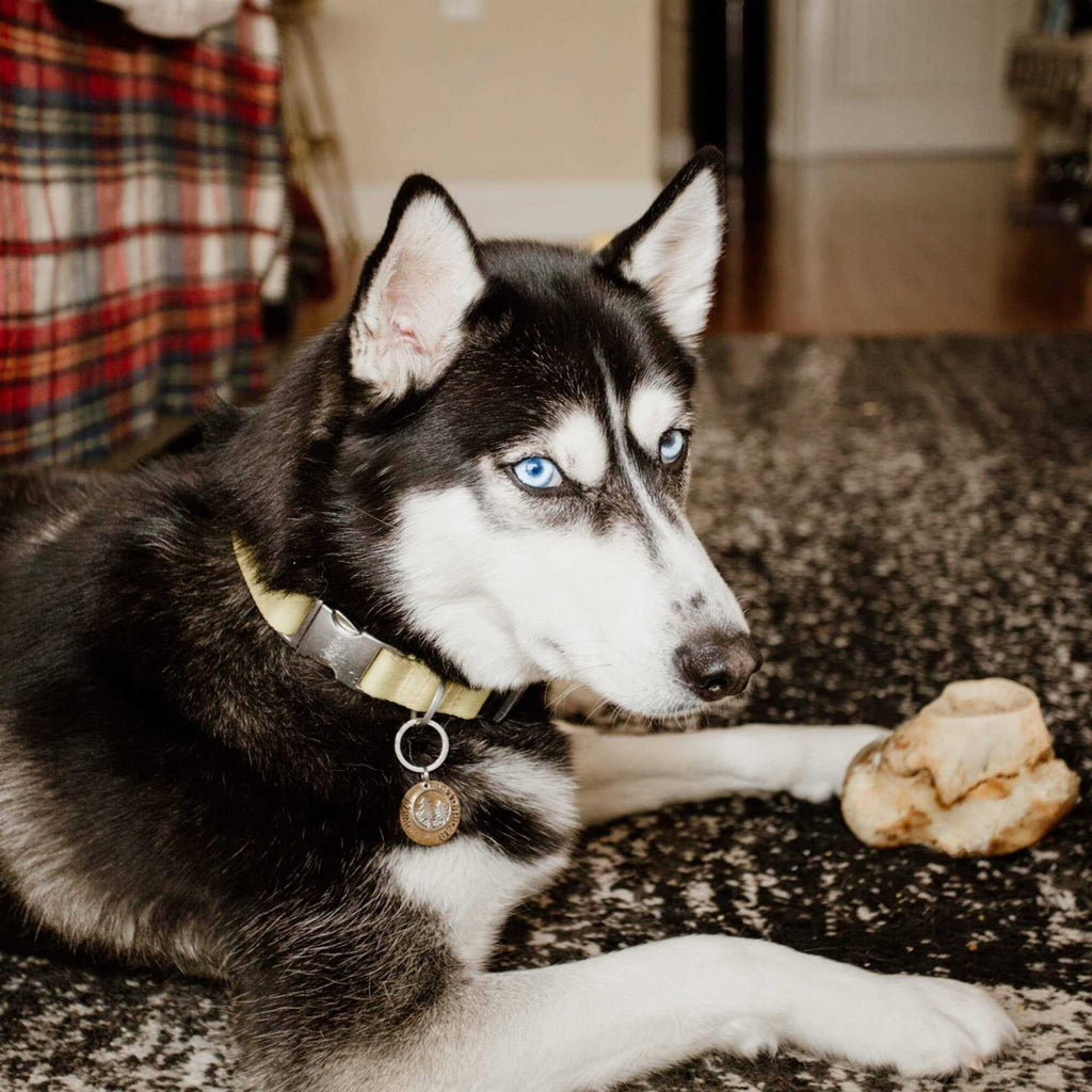 Knuckle Bone for Dogs E441