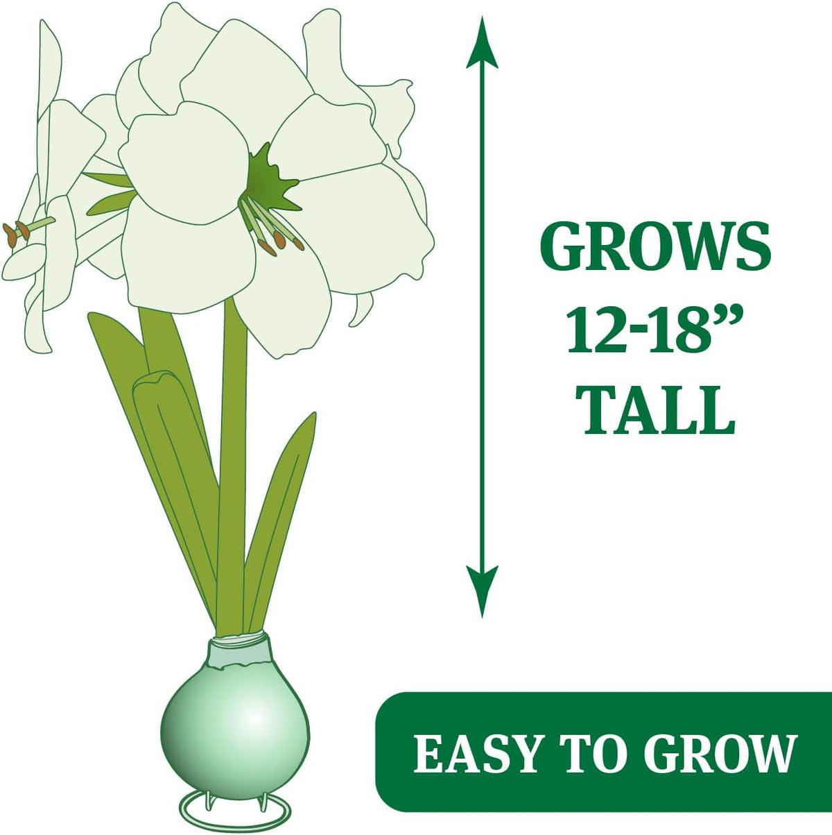 Red Base Waxed Amaryllis Flower Bulb with Stand H22499