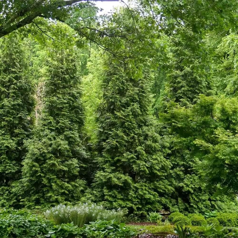 2.5 Gallon Thuja Green Giant Live Evergreen Tree L44002