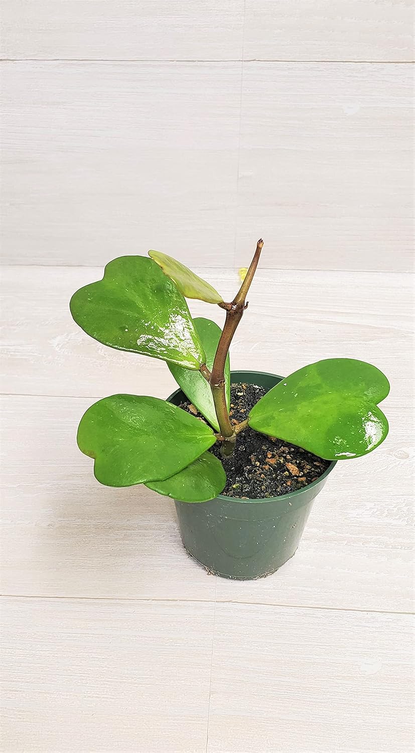4" Live House Plants I8725