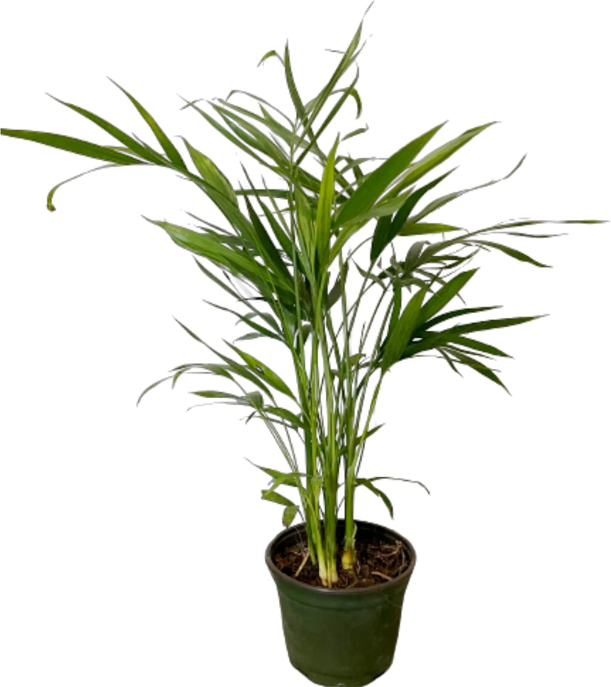 6" Pot Areca Palm Live Plant V928519