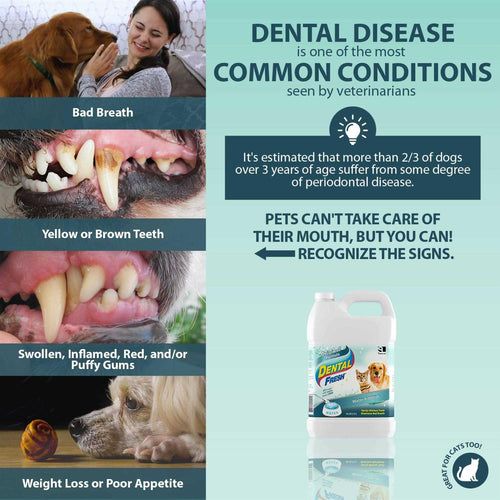 1 Gallon Dental Fresh Z48315