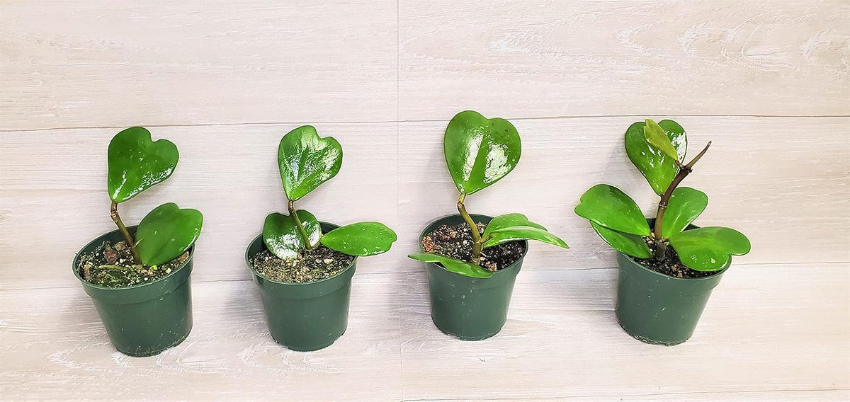 4" Live House Plants I8725
