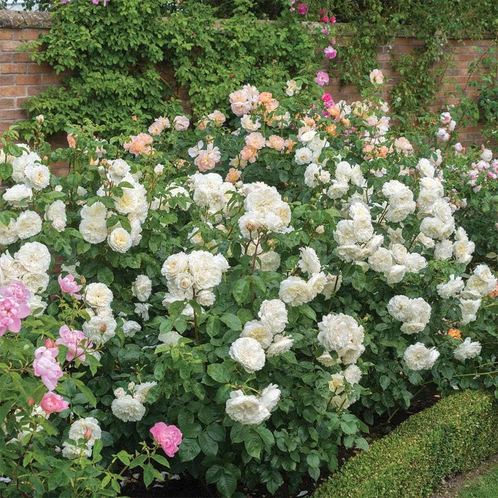 White Rose Bush I947