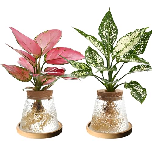 2 Pcs Separated Desktop Plant Terrarium with Wood Lid, Glass Plants Propagation Station A3279