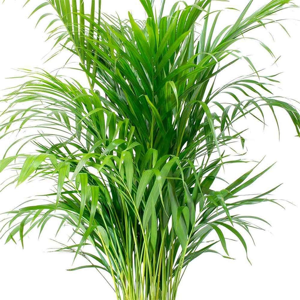6" Pot Areca Palm Live Plant V928519