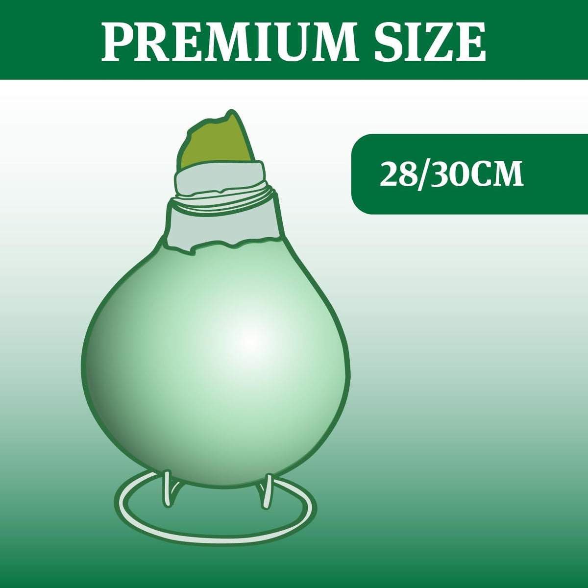 Red Base Waxed Amaryllis Flower Bulb with Stand H22499