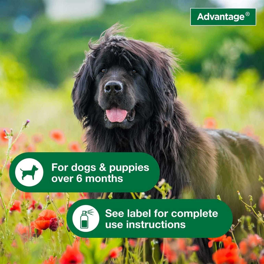 Flea & Tick Treatment Spray for Dogs N352361