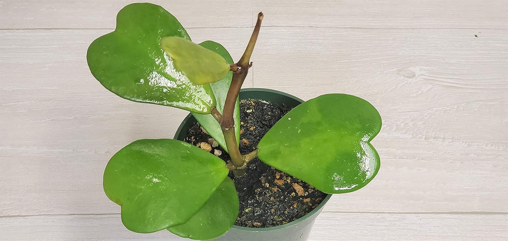 4" Live House Plants I8725