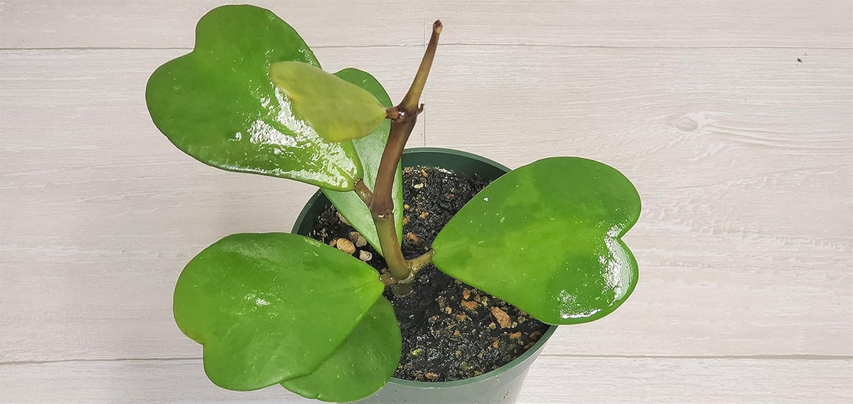 4" Live House Plants I8725