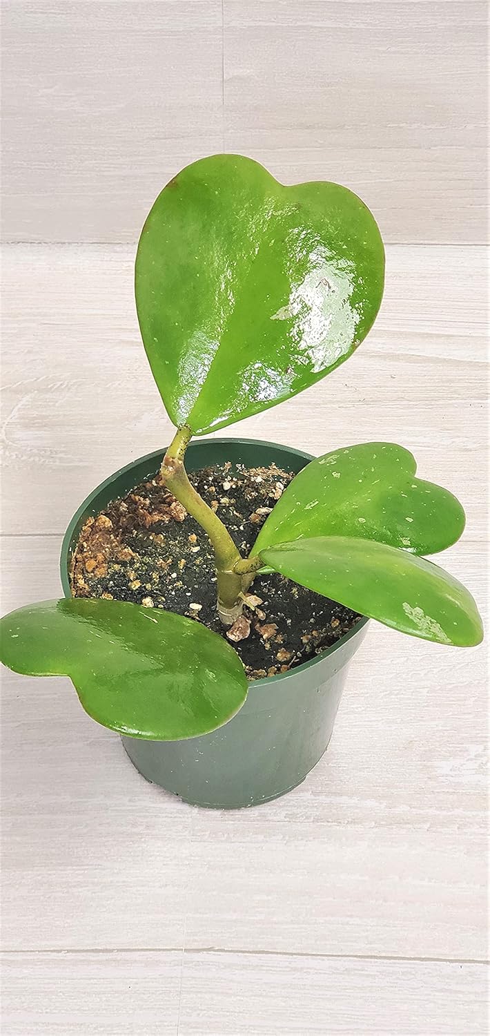 4" Live House Plants I8725