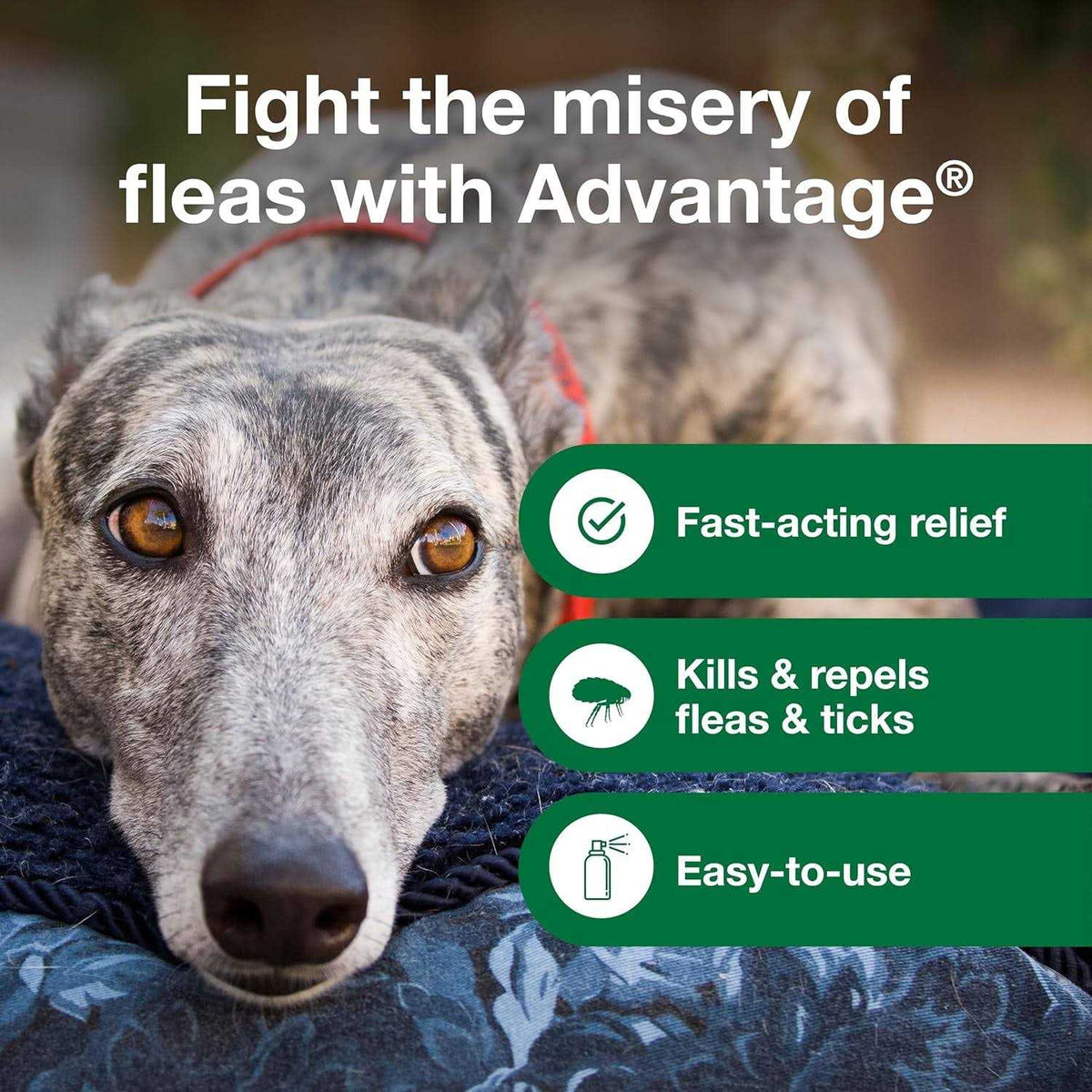 Flea & Tick Treatment Spray for Dogs N352361