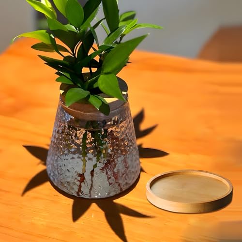 2 Pcs Separated Desktop Plant Terrarium with Wood Lid, Glass Plants Propagation Station A3279