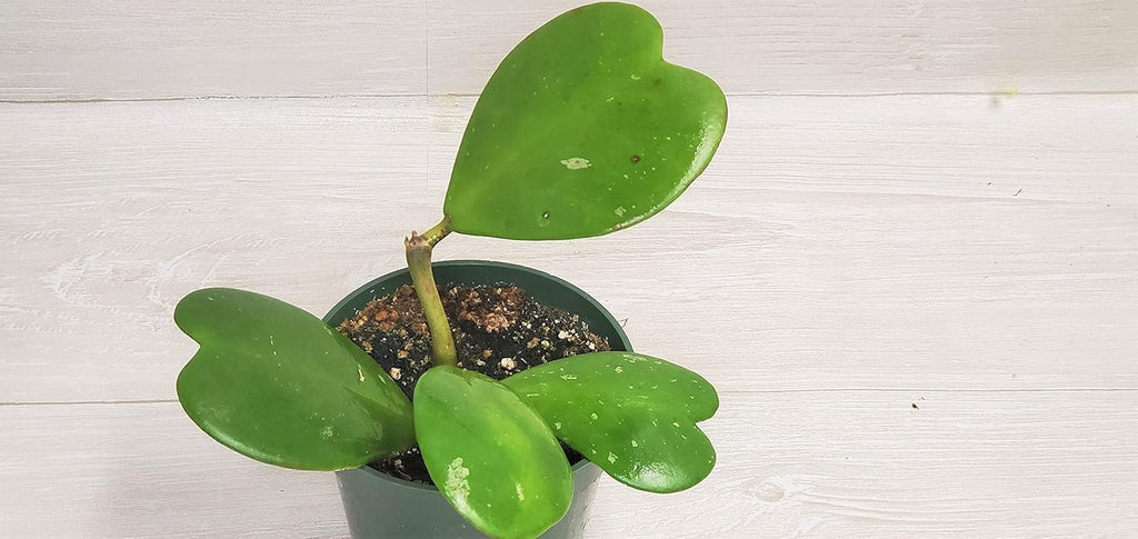 4" Live House Plants I8725