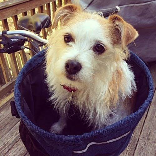 Pet Dog Bike Basket Carrier C353088