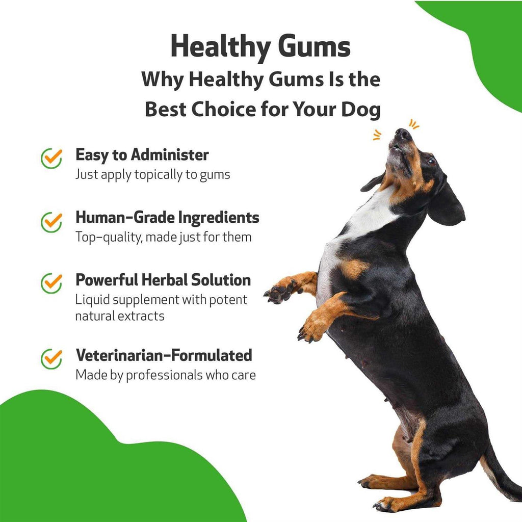 Healthy Gums for Feline Periodontal Health N84699