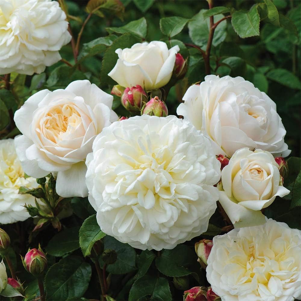 White Rose Bush I947
