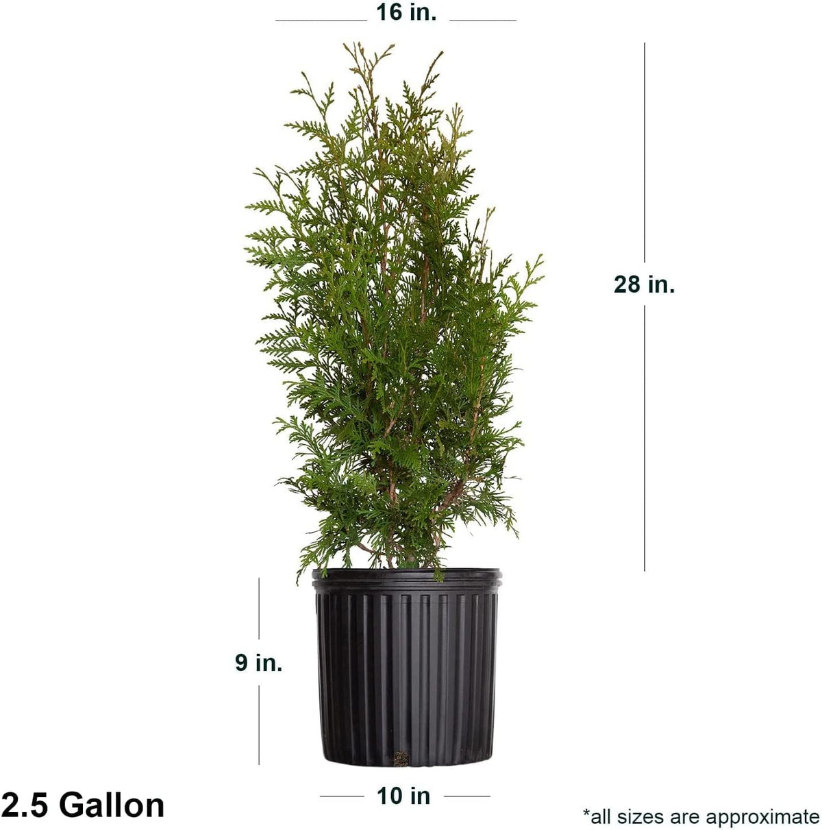 2.5 Gallon Thuja Green Giant Live Evergreen Tree L44002
