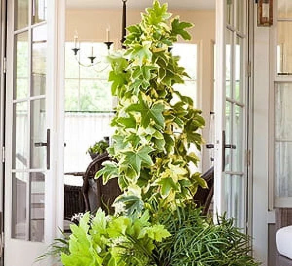 Evergreen Vine with Variegated Green and White Foliage 3 Gallon C83461