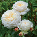 White Rose Bush I947