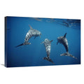 Bottlenose Dolphin Trio Underwater Art Print X729199