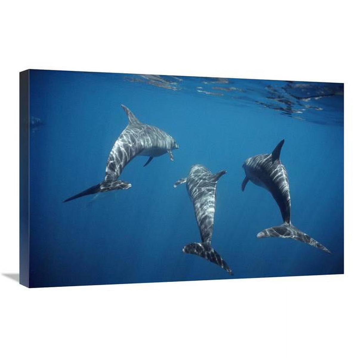 Bottlenose Dolphin Trio Underwater Art Print X729199