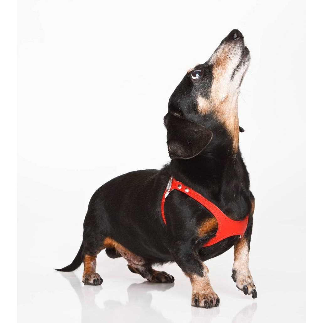 Pebble Grain Harness V990146