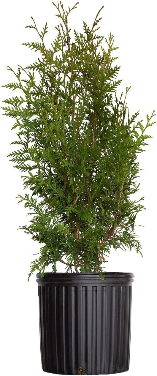 2.5 Gallon Thuja Green Giant Live Evergreen Tree L44002