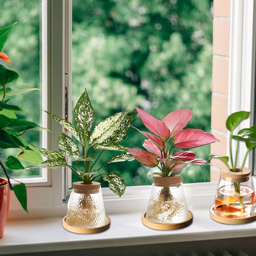 2 Pcs Separated Desktop Plant Terrarium with Wood Lid, Glass Plants Propagation Station A3279
