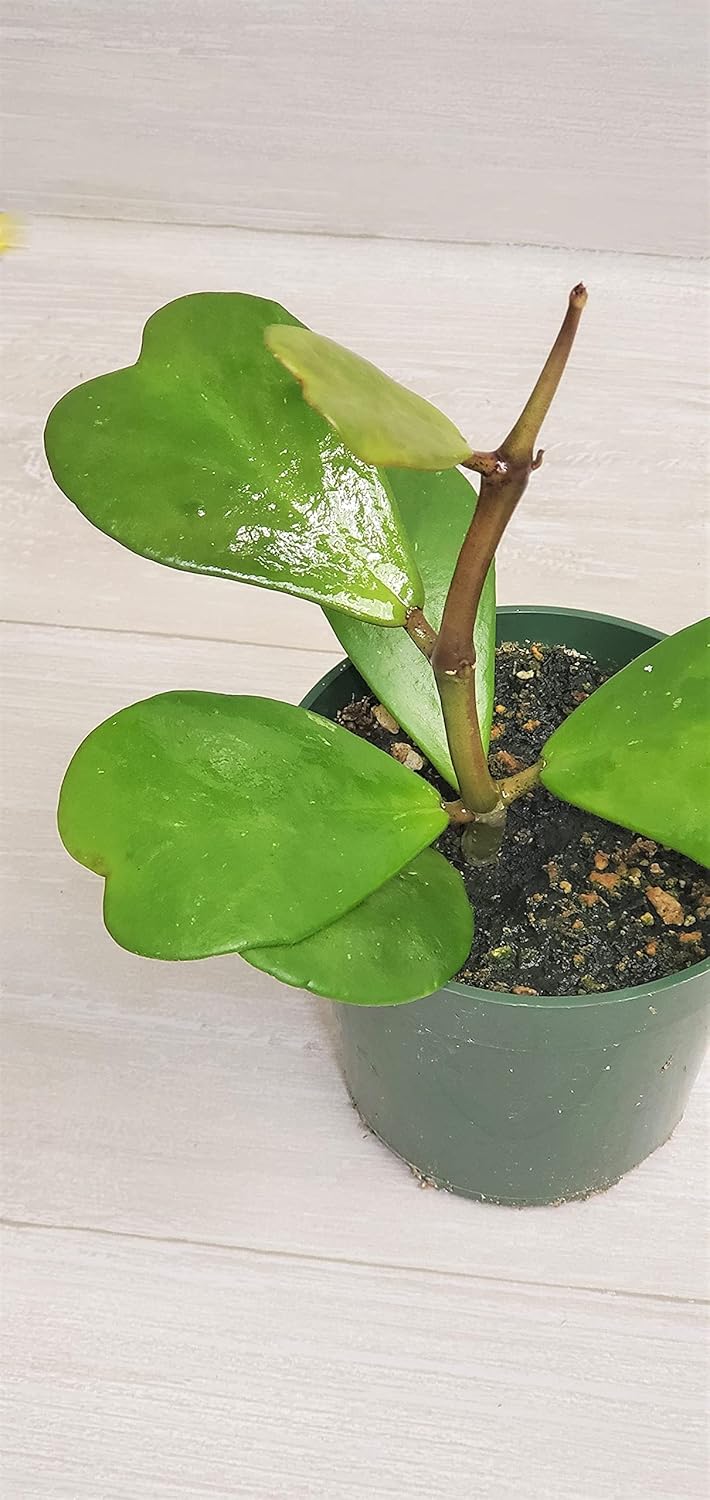 4" Live House Plants I8725