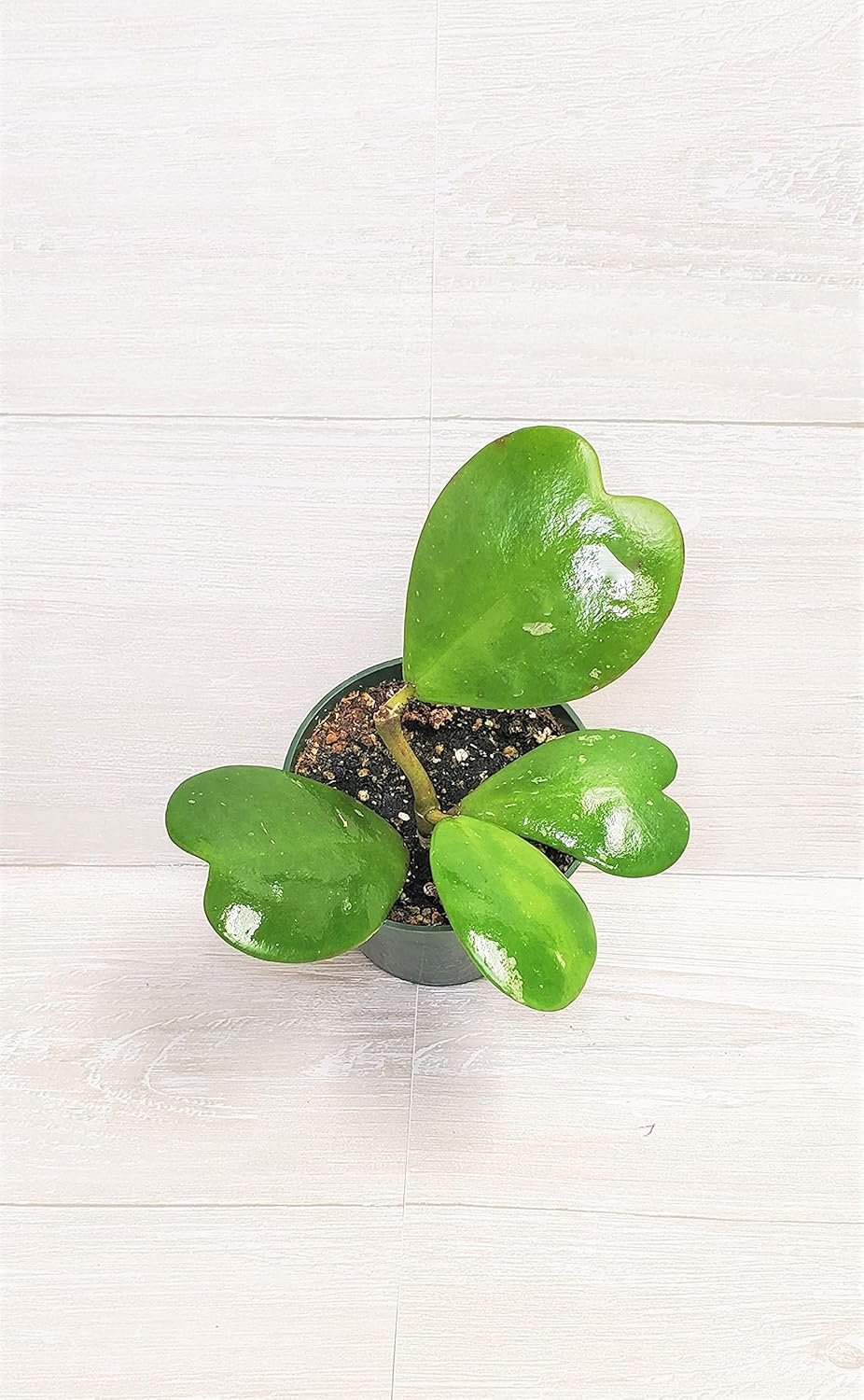 4" Live House Plants I8725