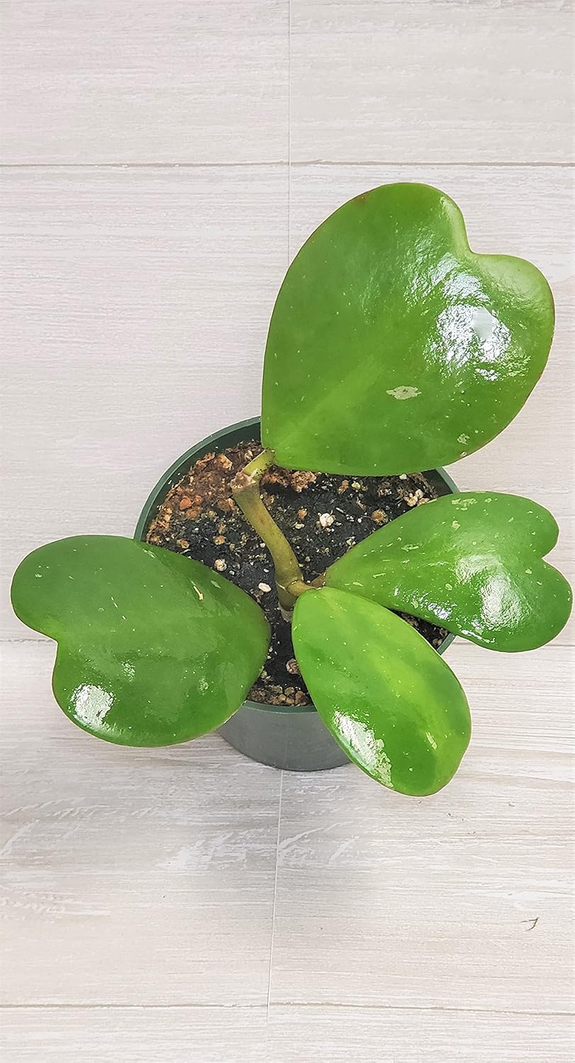 4" Live House Plants I8725