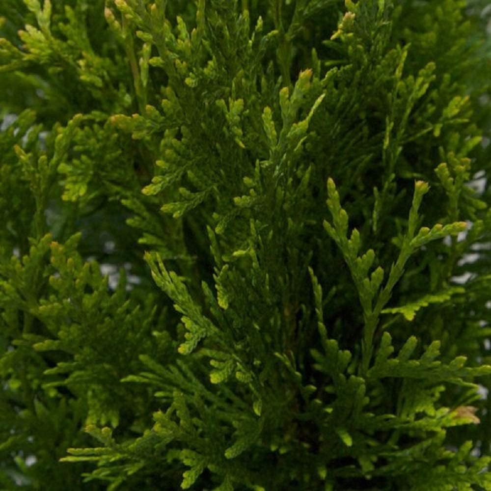 2.5 Gallon Thuja Green Giant Live Evergreen Tree L44002