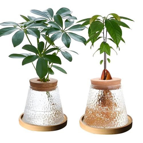 2 Pcs Separated Desktop Plant Terrarium with Wood Lid, Glass Plants Propagation Station A3279