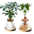 2 Pcs Separated Desktop Plant Terrarium with Wood Lid, Glass Plants Propagation Station A3279