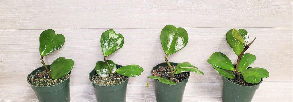 4" Live House Plants I8725
