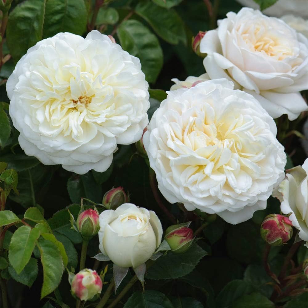 White Rose Bush I947
