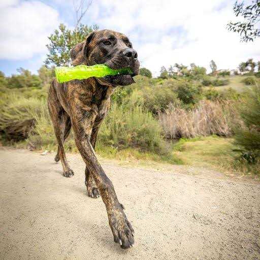 Dog Toy Stick W2394