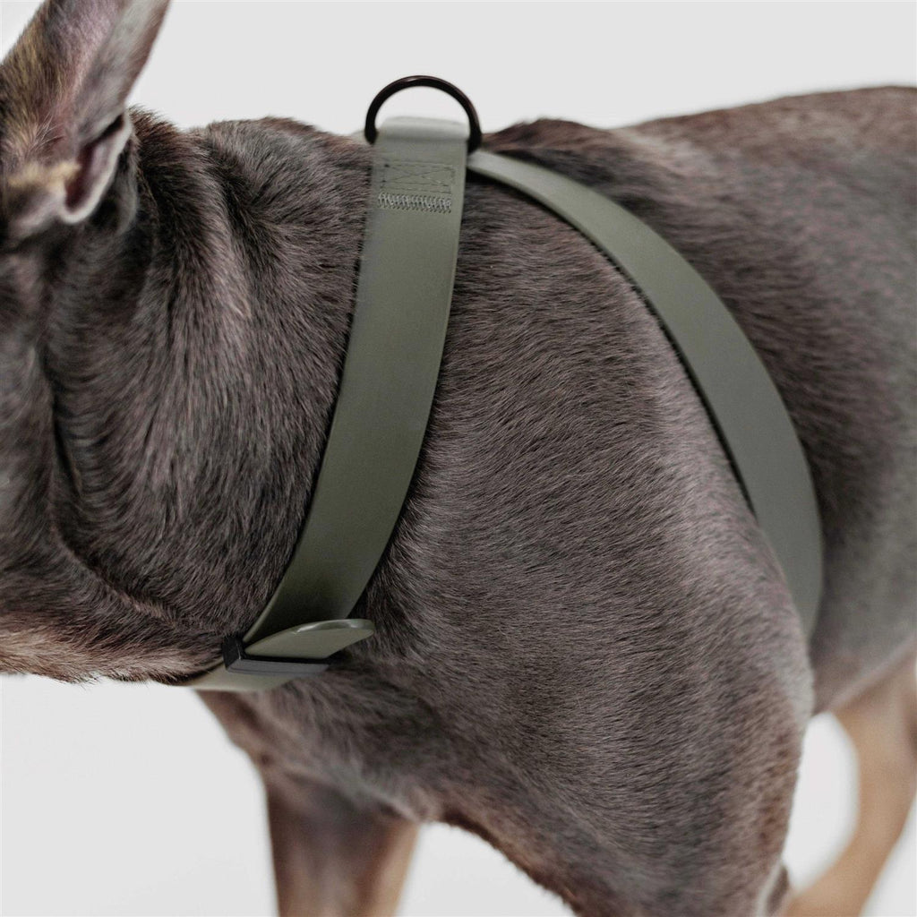 Dog Harness Dog Leash N563