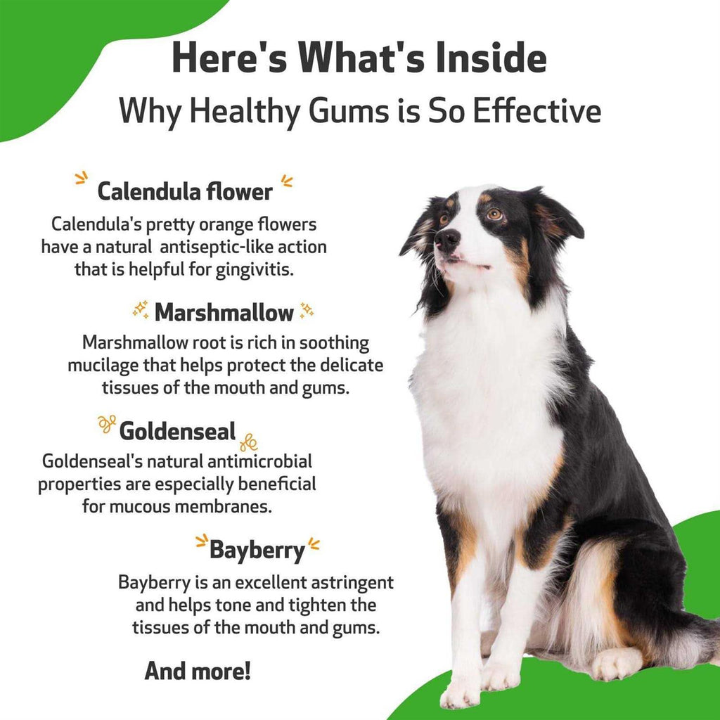 Healthy Gums for Feline Periodontal Health N84699