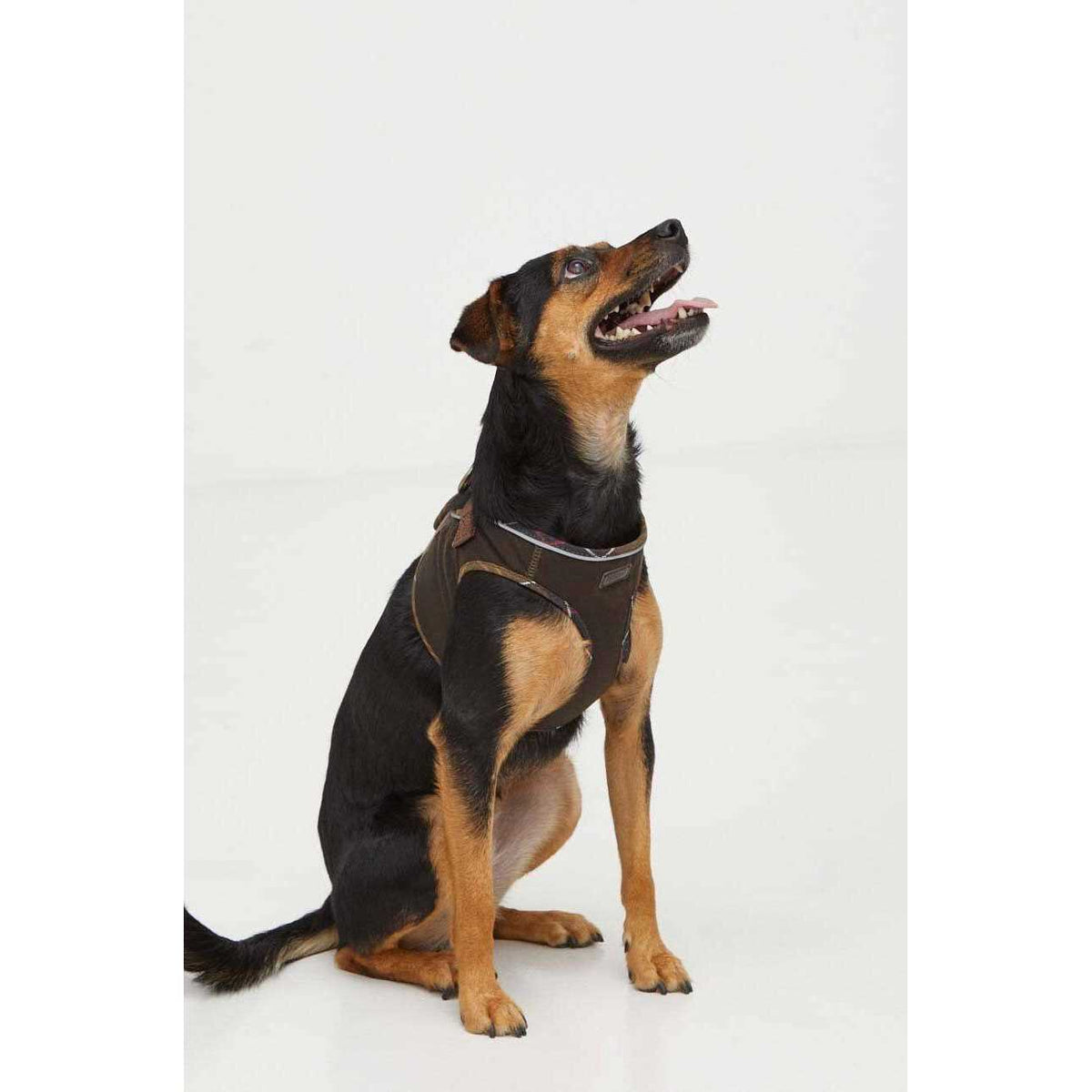 Wax Dog Harness Q553